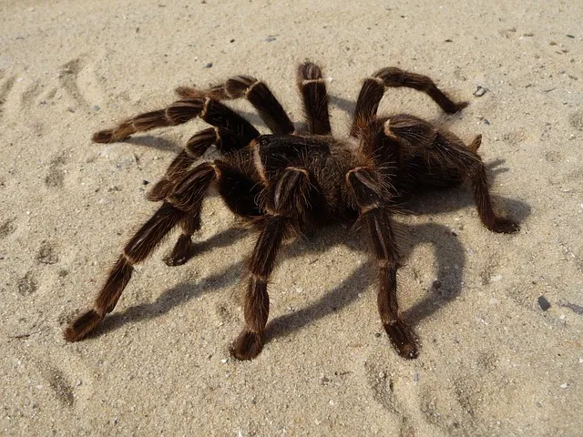 18994 tarantula spider enclosure
