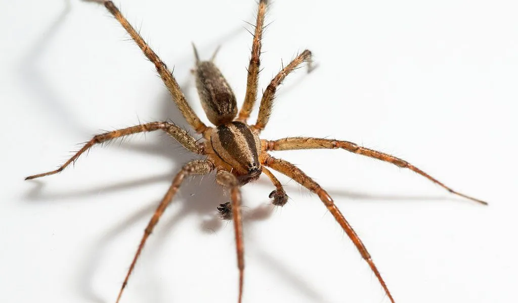 18994 tarantula spider feeding