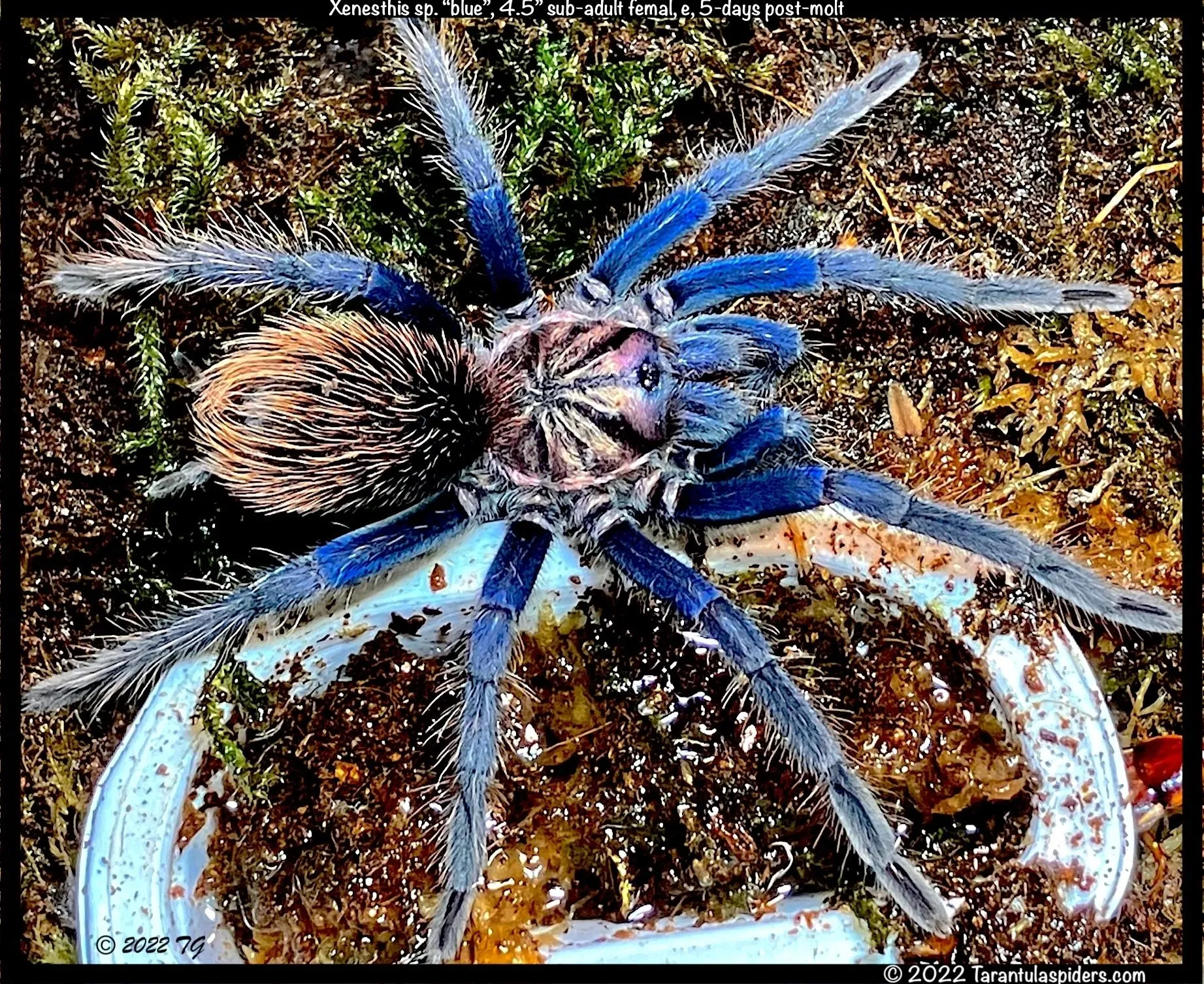 18994 tarantula spider habitat