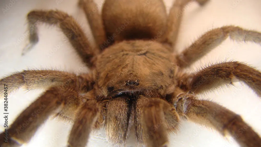 /img/18994-tarantula-spider-health.webp