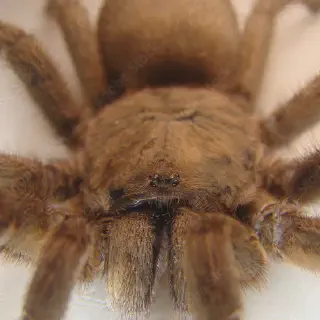 /img/18994-tarantula-spider-health.webp