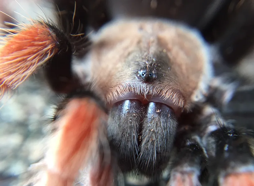 18995 tarantula species