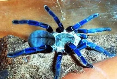 19000 cobalt blue tarantula enclosure