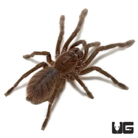 19000 cobalt blue tarantula feeding