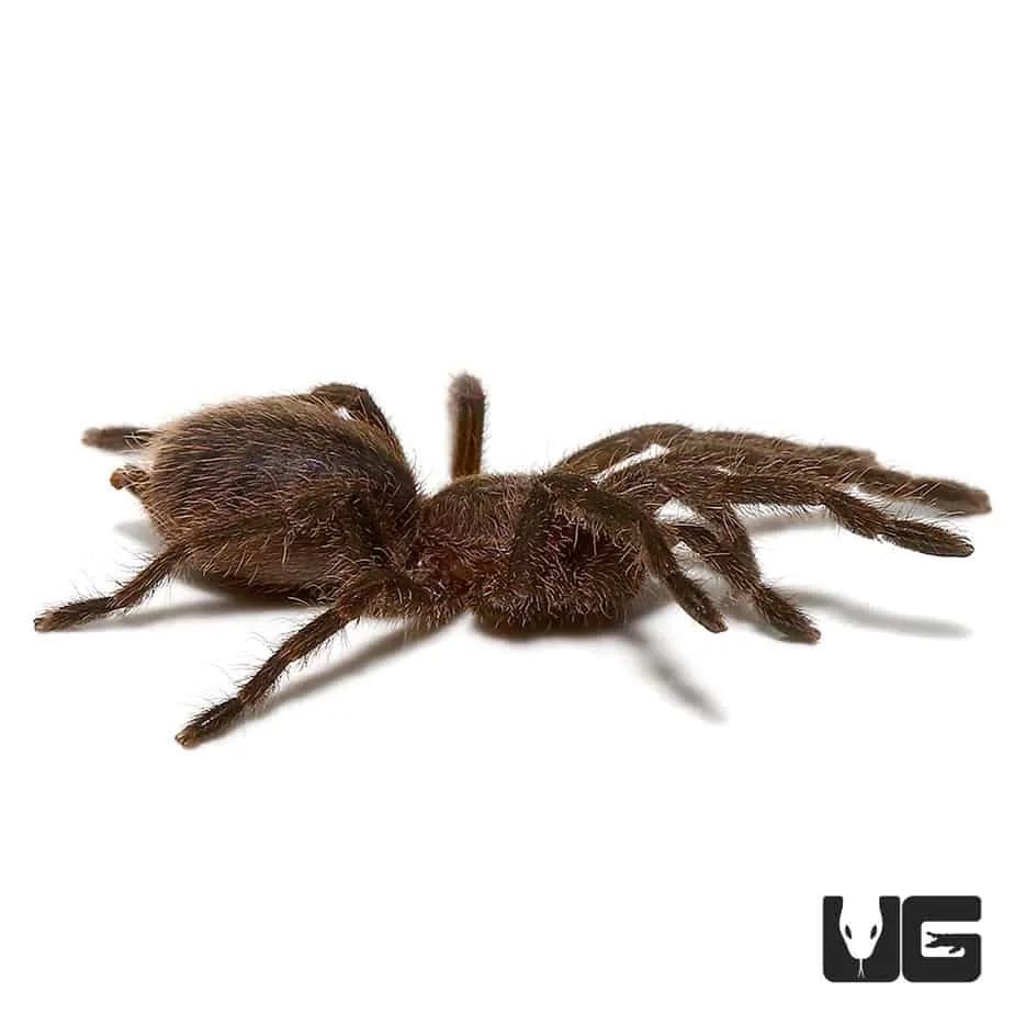 19000 cobalt blue tarantula handling