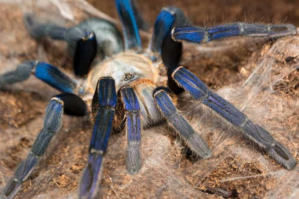 /img/19000-cobalt-blue-tarantula-healthy.webp