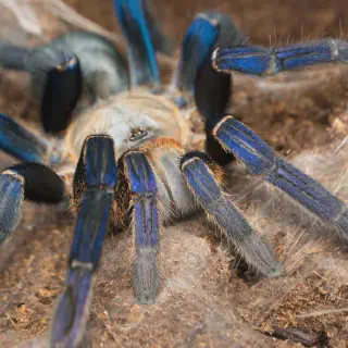 /img/19000-cobalt-blue-tarantula-healthy.webp