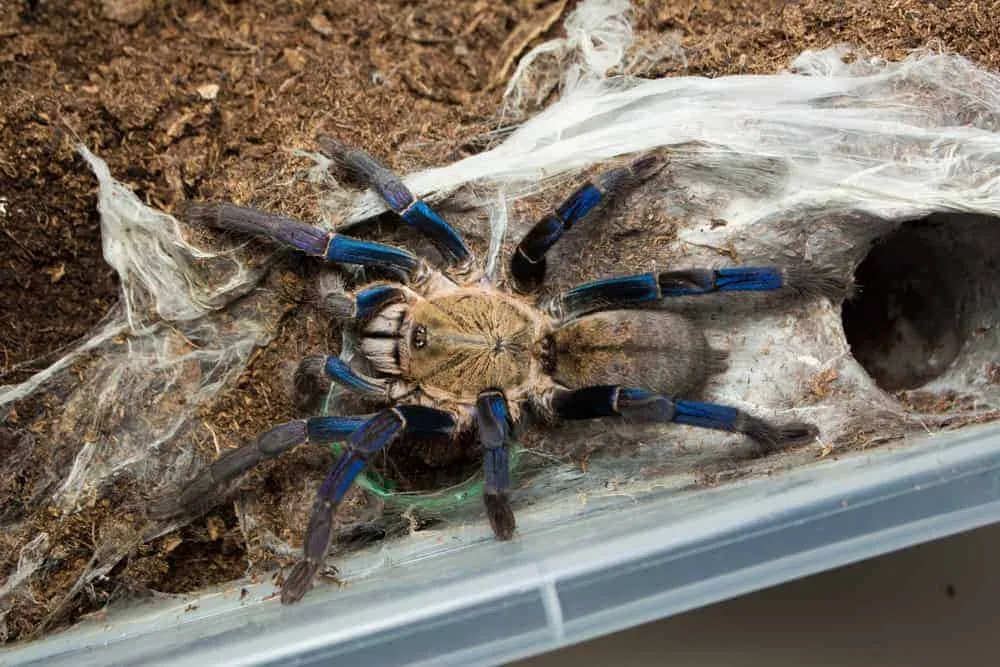 19000 cobalt blue tarantula molting