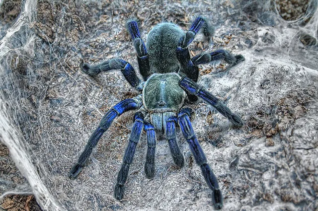 19000 cobalt blue tarantula overview