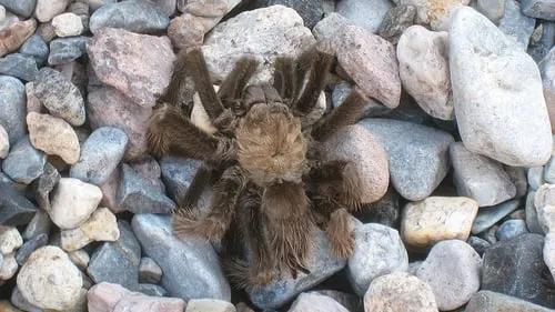 19001 tarantula enclosure