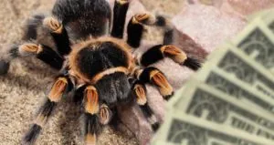 /img/19001-tarantula-shipping.webp