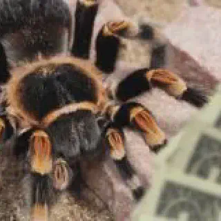 /img/19001-tarantula-shipping.webp
