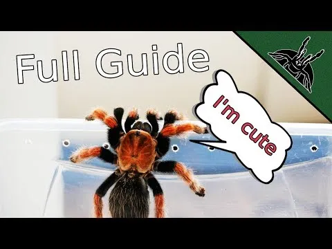 19001 tarantula substrate