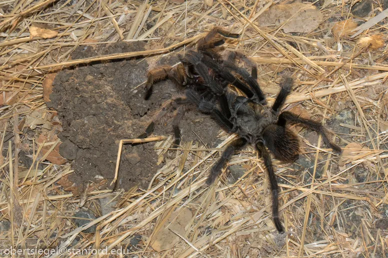 19011 canary islands tarantula behavior