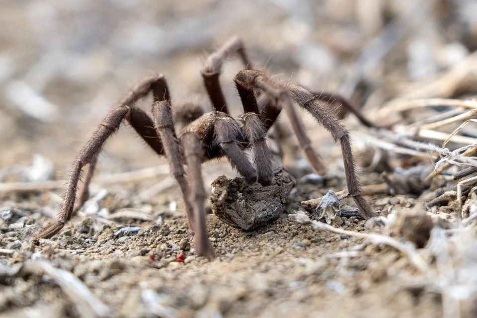 /img/19011-observing-tarantulas.webp