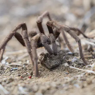 /img/19011-observing-tarantulas.webp