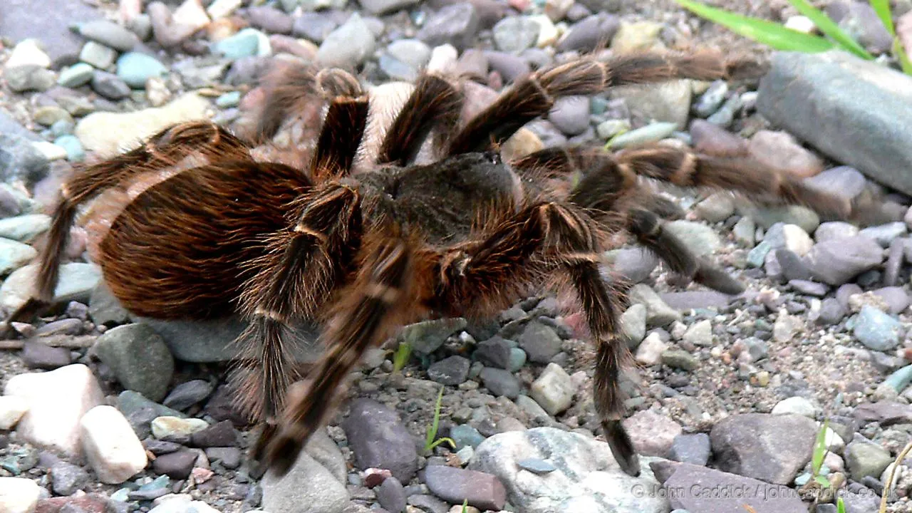 19011 tarantula breeding