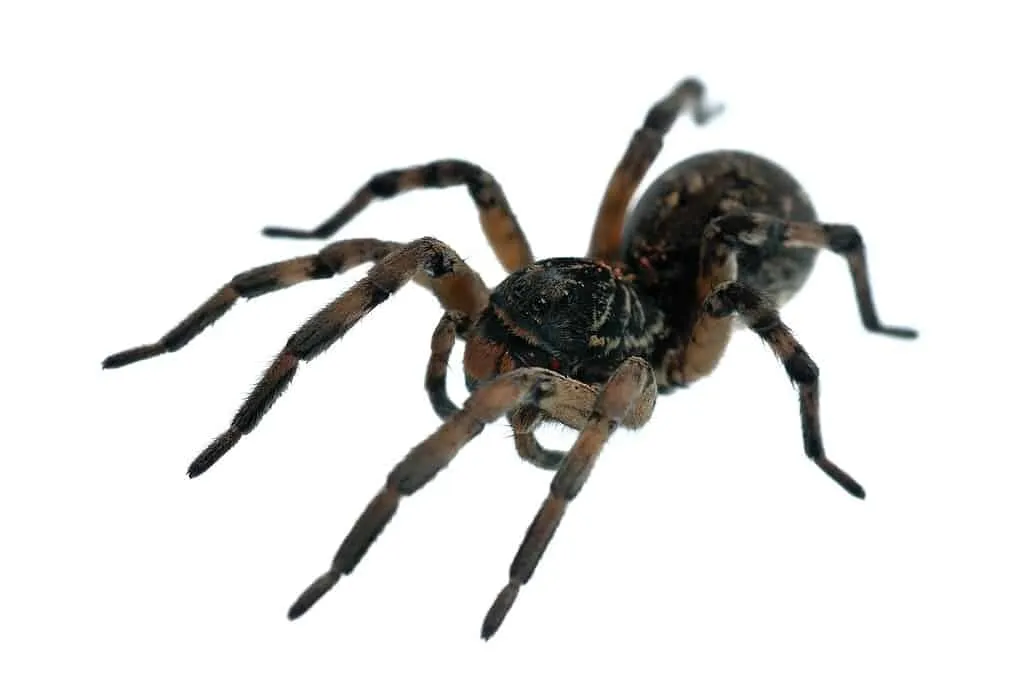 19011 tarantula feeding habits