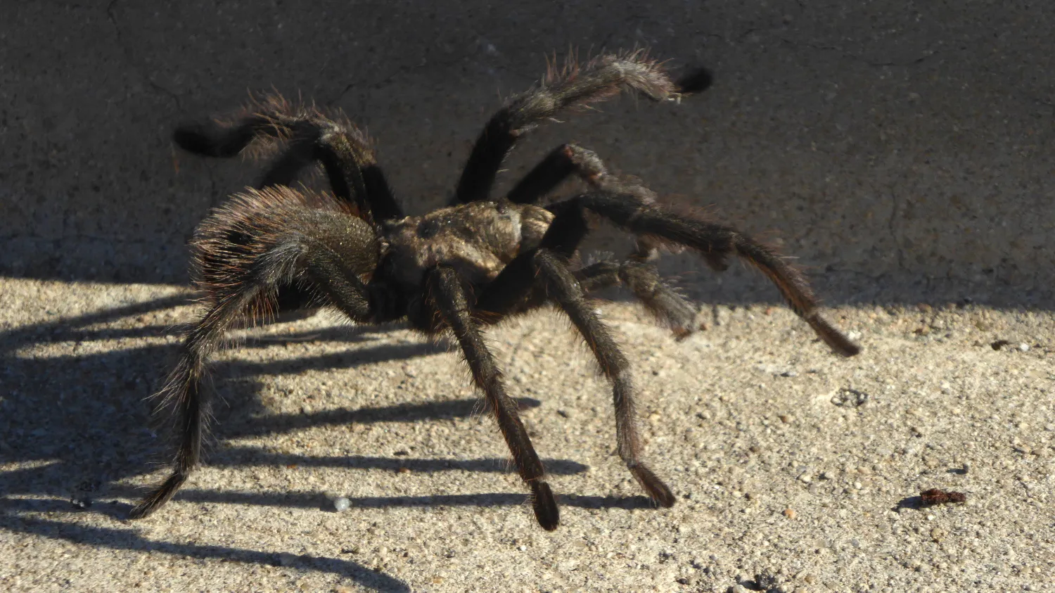 19011 tarantula size appearance