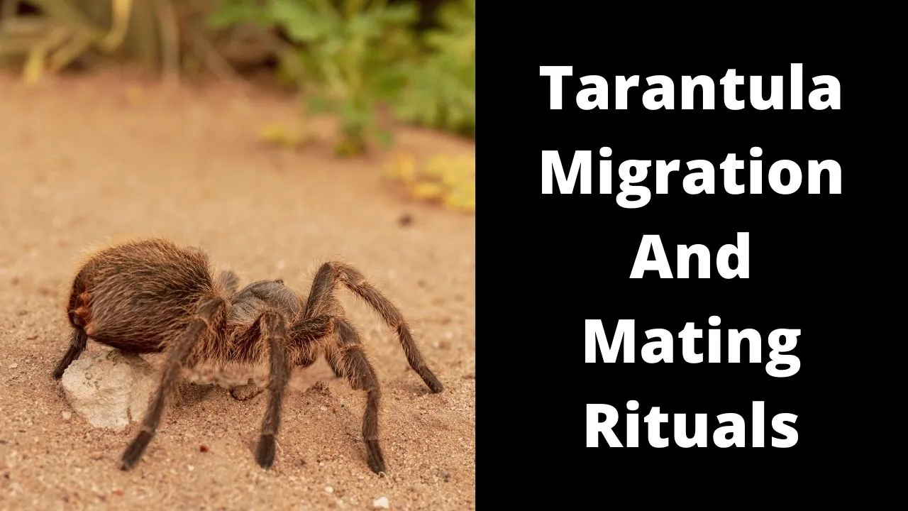 19012 spring breeding tarantula