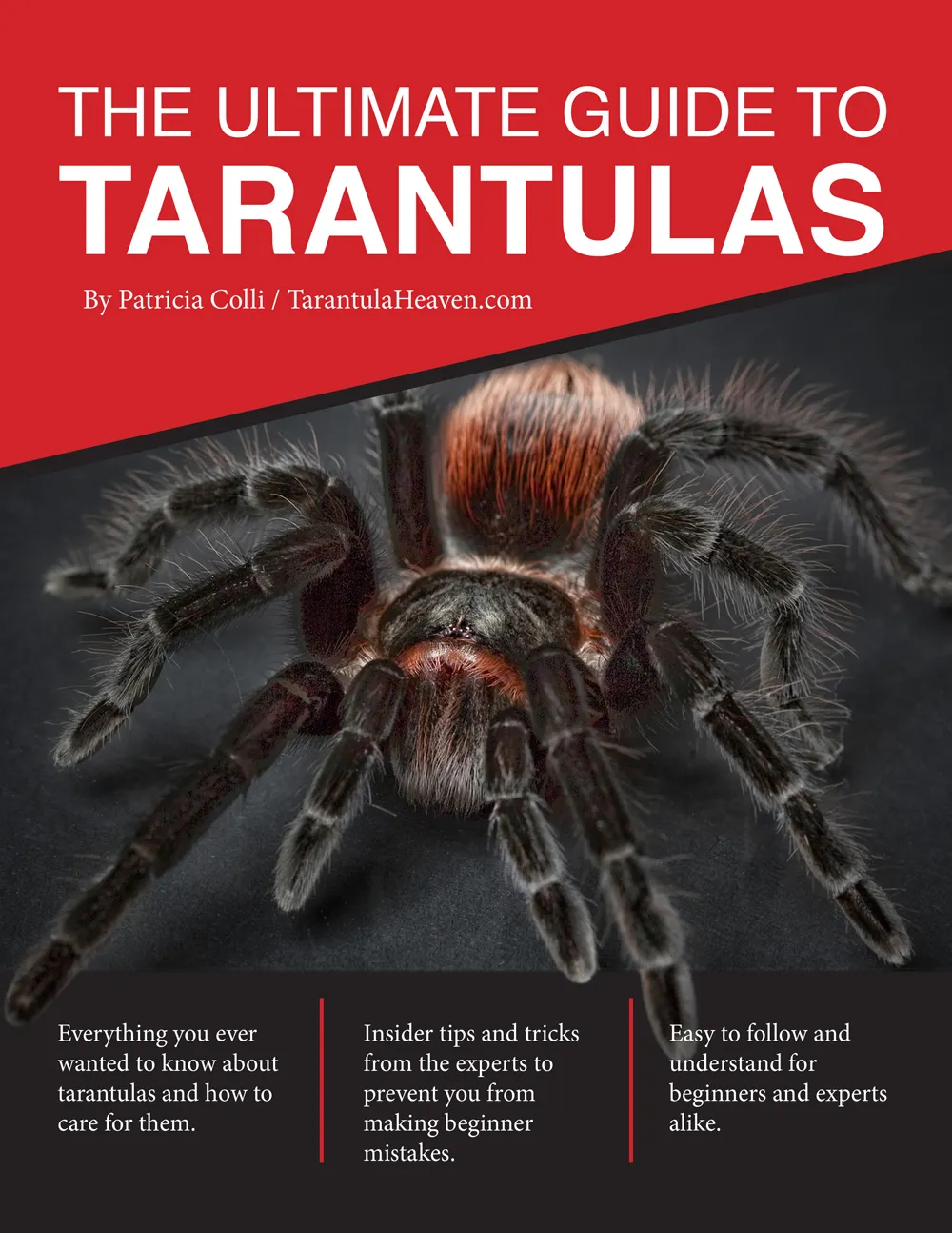 19012 summer breeding tarantula