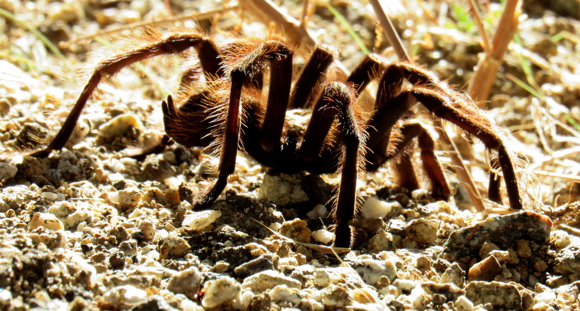 19012 tarantula breeding environment