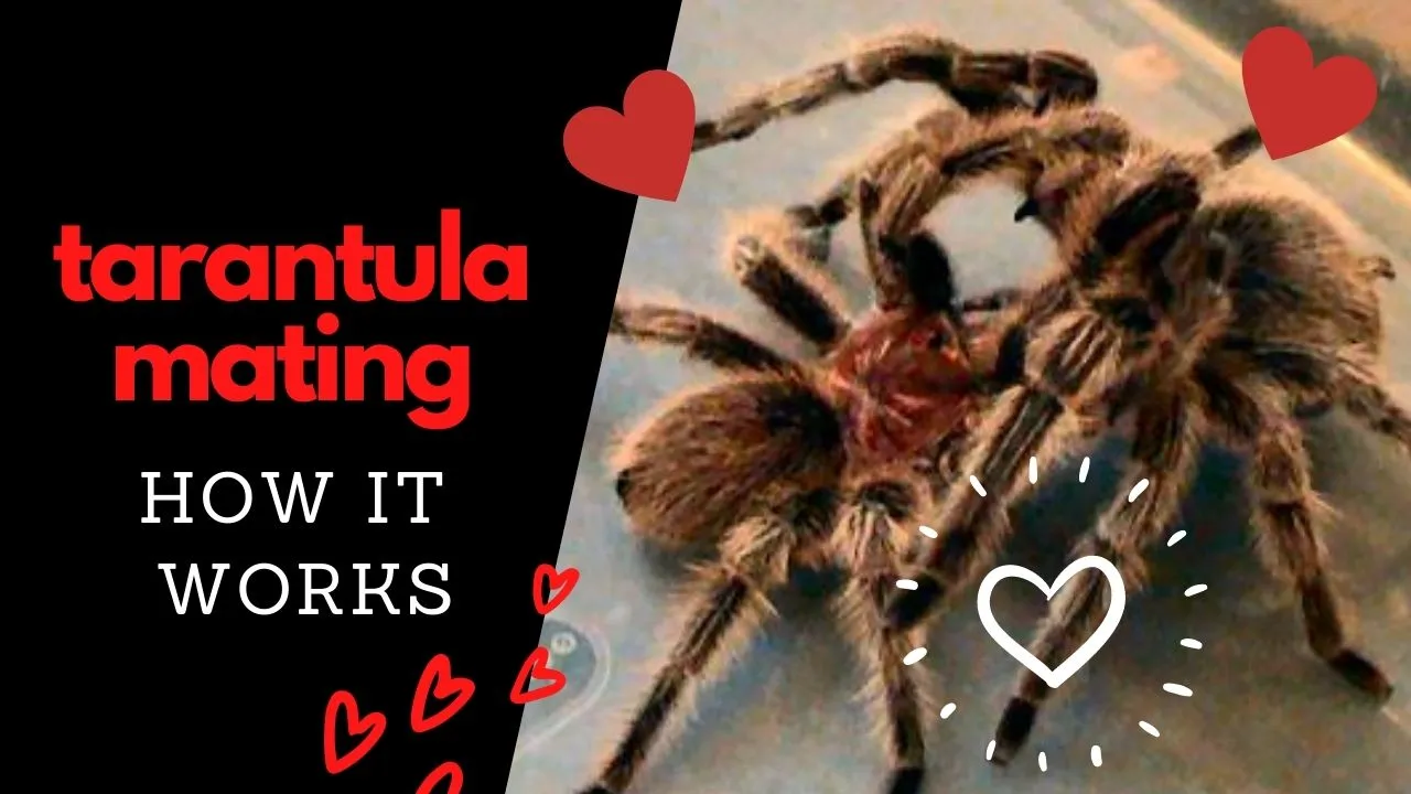 19012 tarantula egg sac