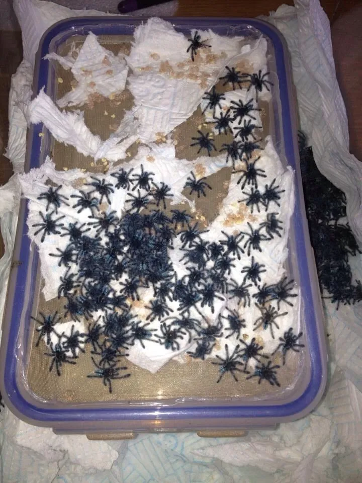 /img/19012-tarantula-feeding.webp