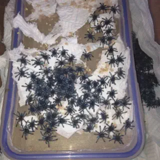 /img/19012-tarantula-feeding.webp