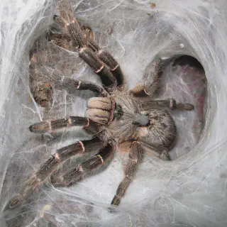 /img/19013-tarantula-500ml-faq.webp