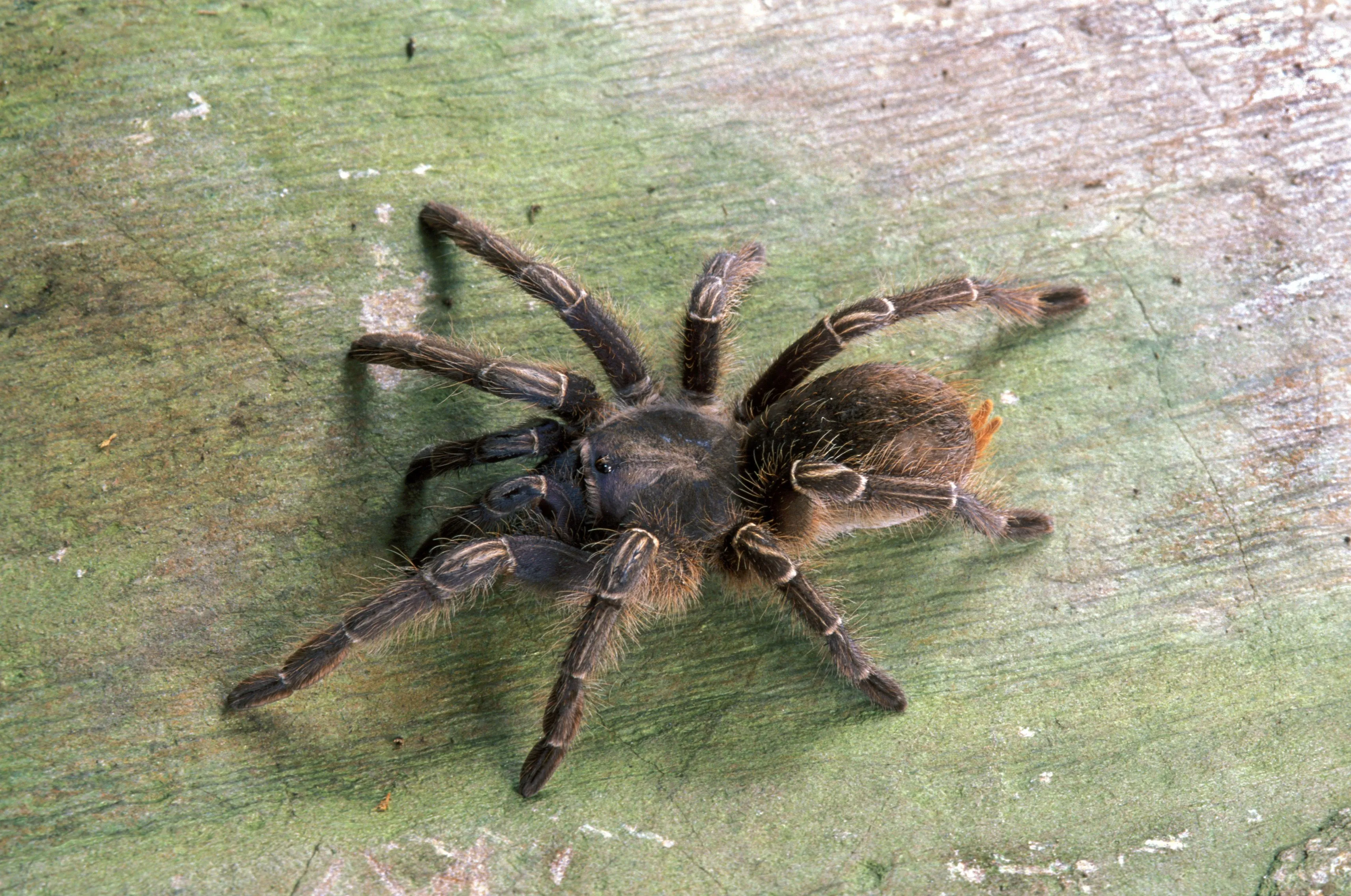 19016 mexican red knee tarantula