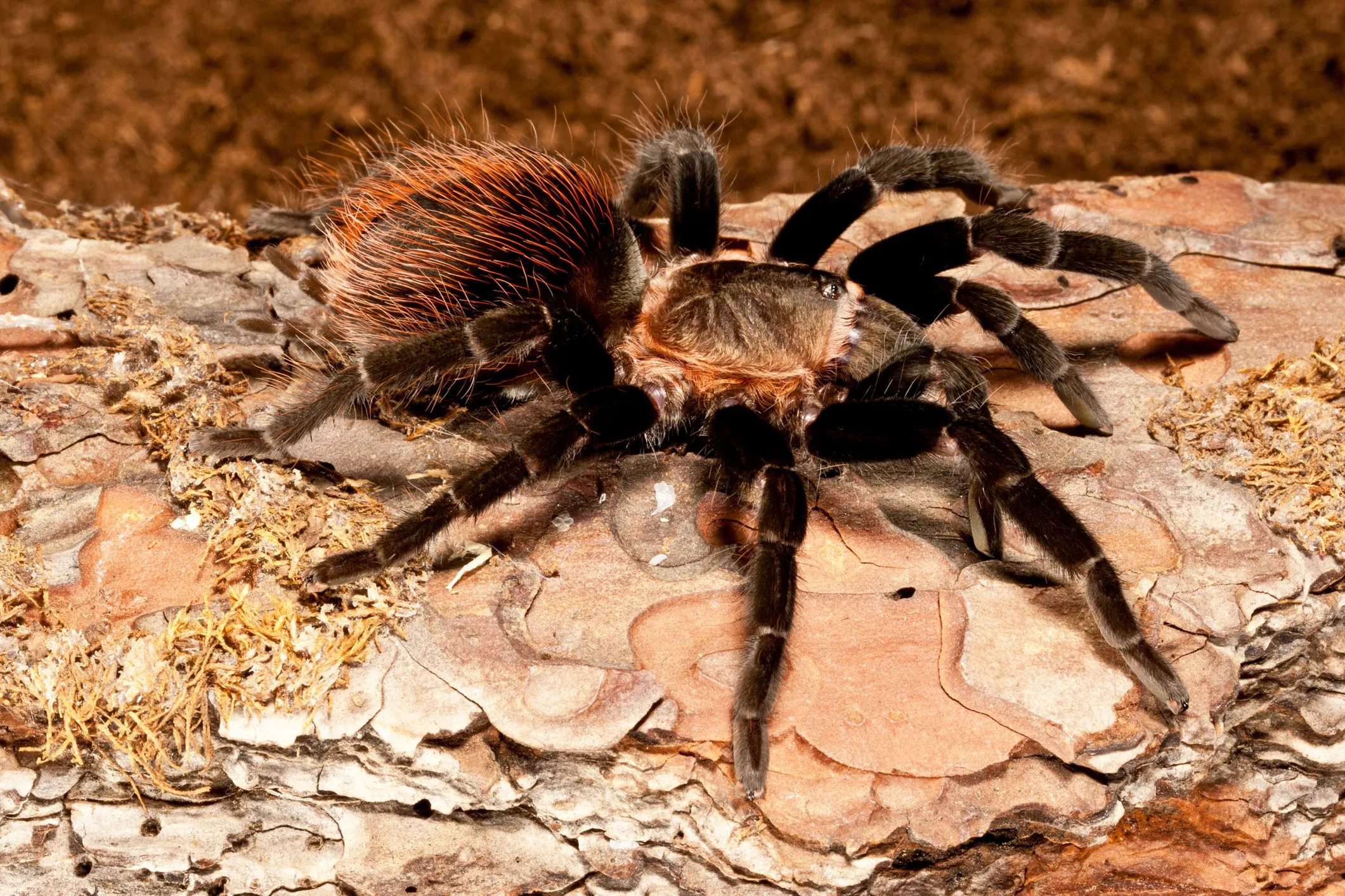 19016 pinktoe tarantula