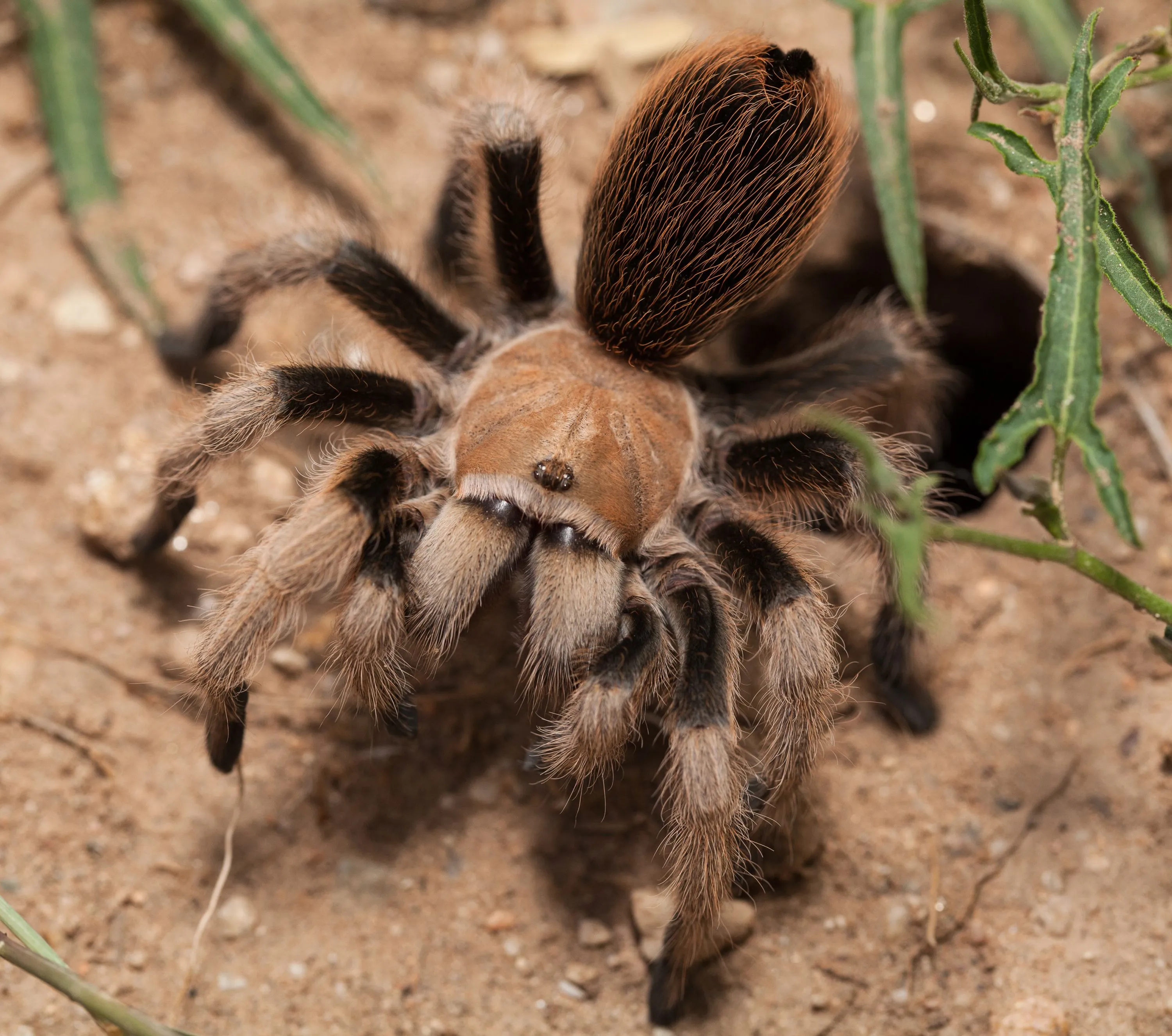 19016 tarantula feeding