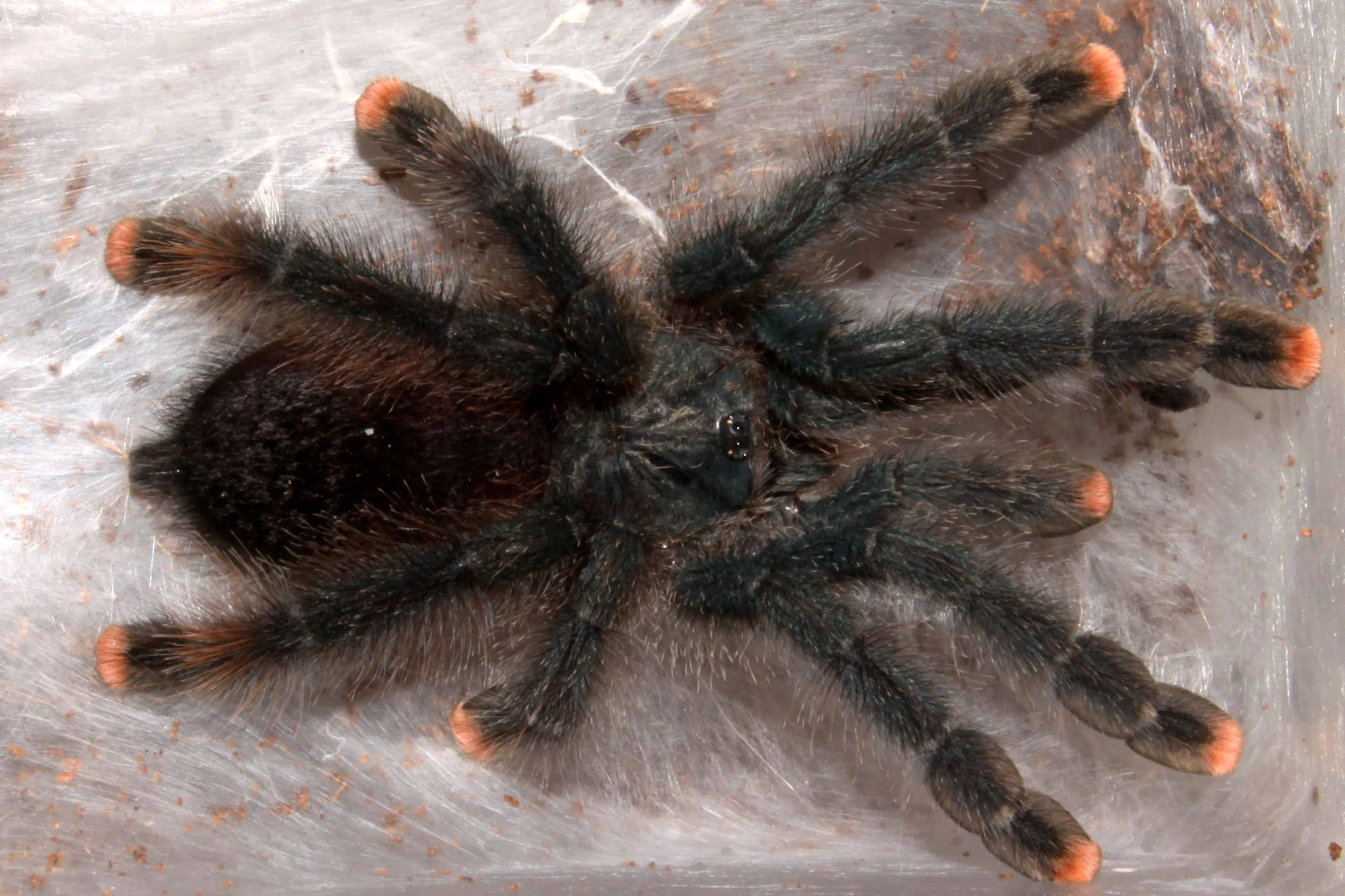 19016 tarantula habitat