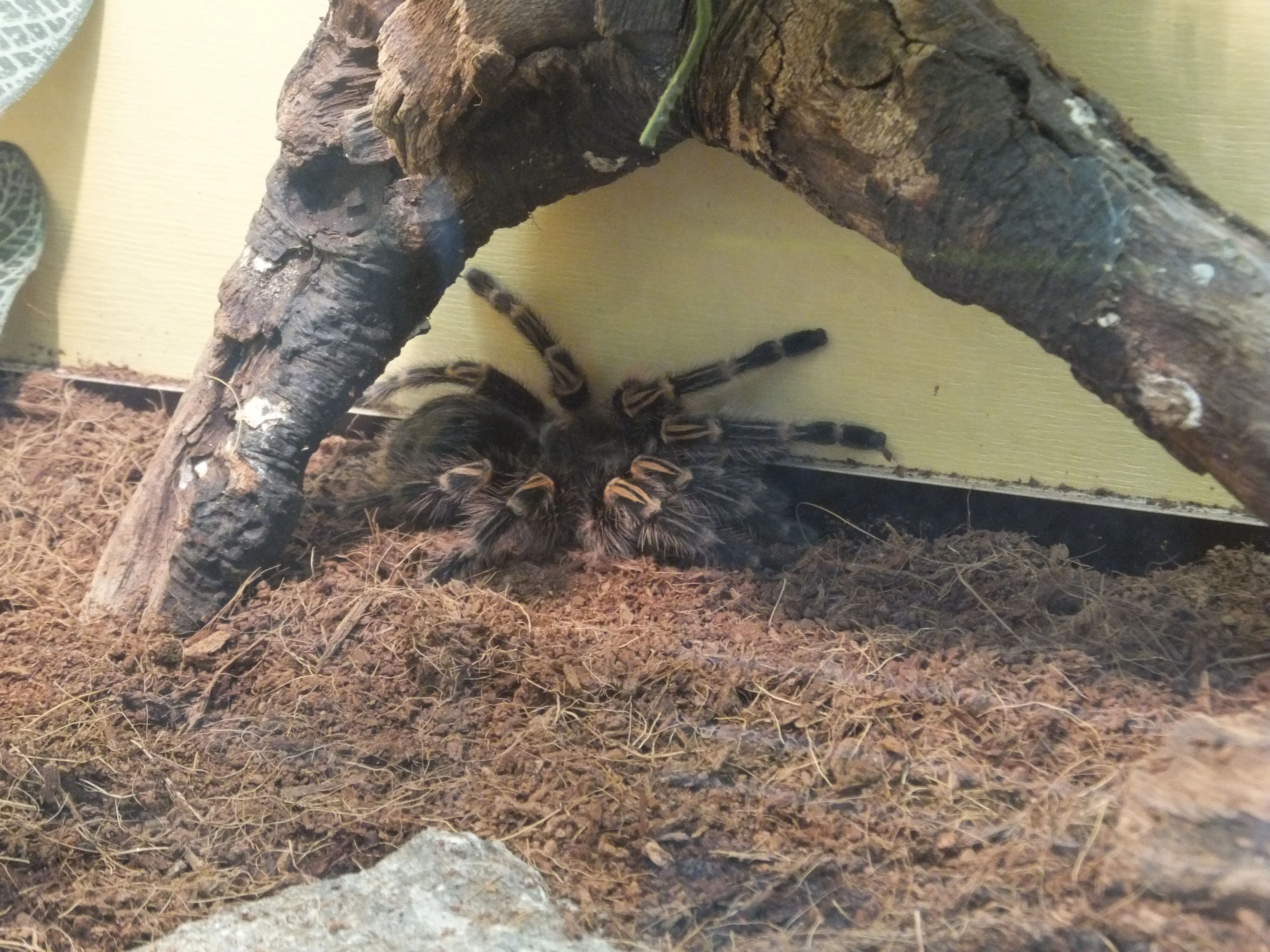 /img/19016-tarantula-handling.webp