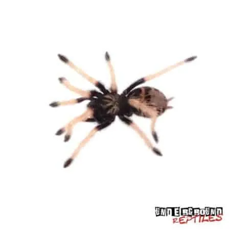 19017 blue tarantula in habitat
