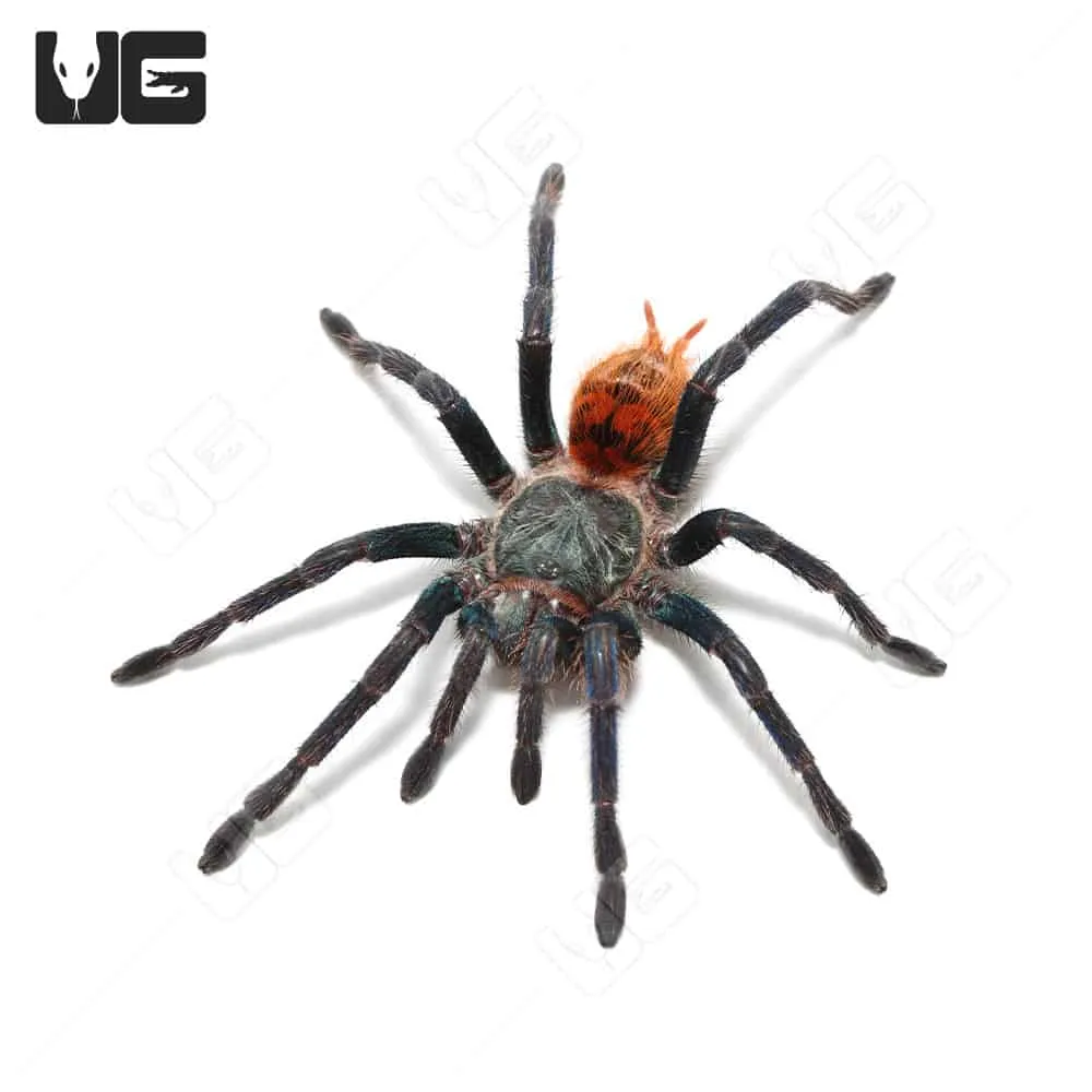 19017 handling blue tarantula