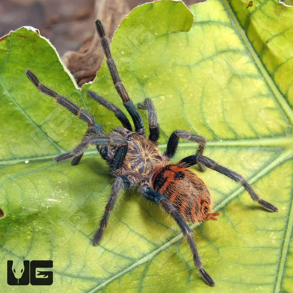 19017 healthy blue tarantula