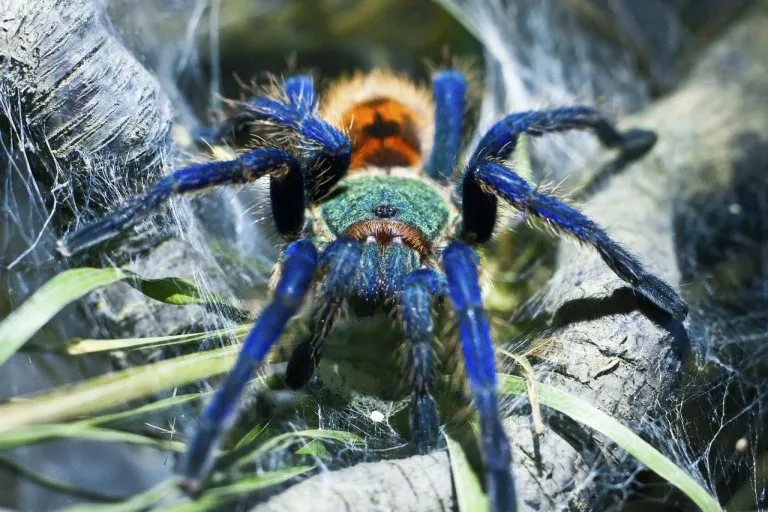 19017 tarantula breeder usa