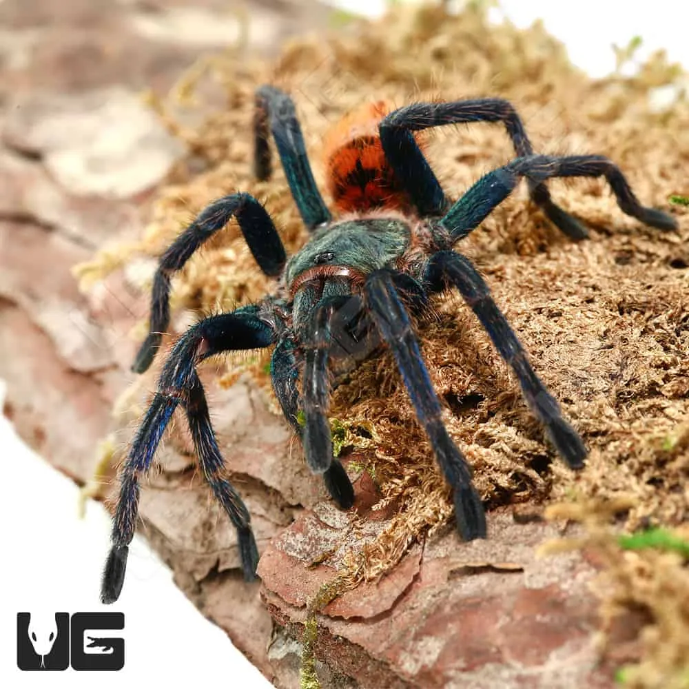 19017 tarantula enclosure setup