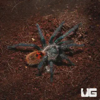 /img/19017-tarantula-feeding.webp