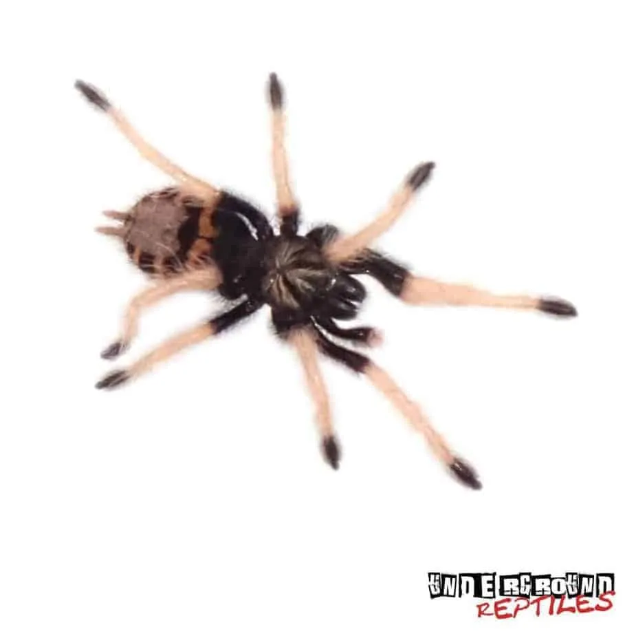 19017 tarantula online marketplace