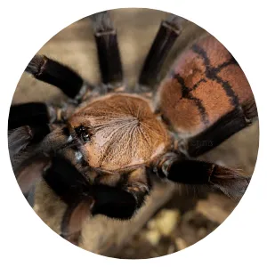 19024 tarantula feeding