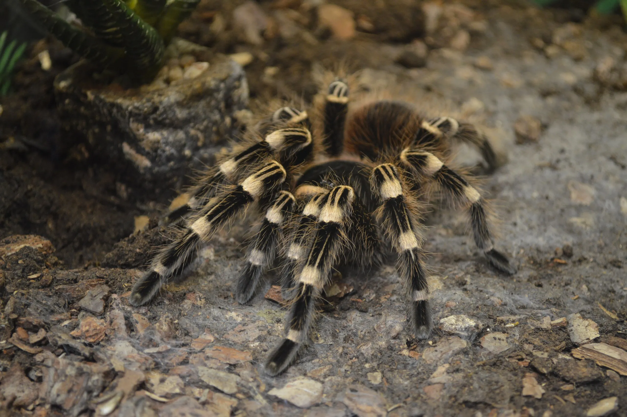 19024 tarantula handling