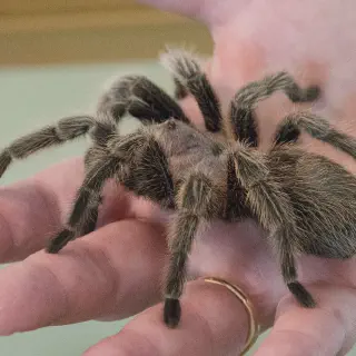 /img/19024-tarantula-health.webp