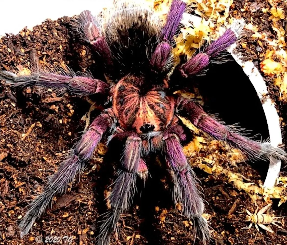 19024 tarantula molting
