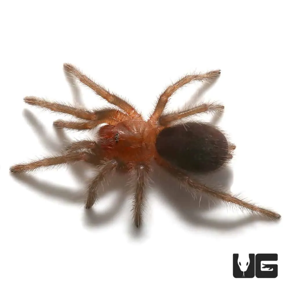 /img/19030-brazilian-black-tarantula-eggs.webp