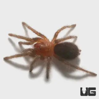 /img/19030-brazilian-black-tarantula-eggs.webp