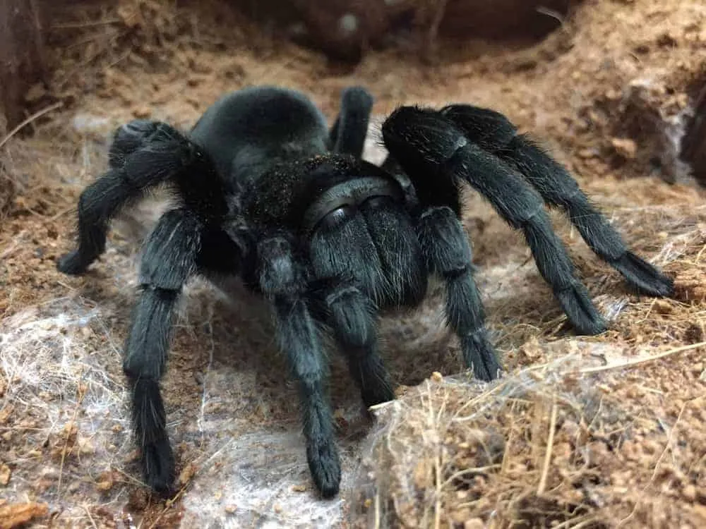 19030 brazilian black tarantula enclosure