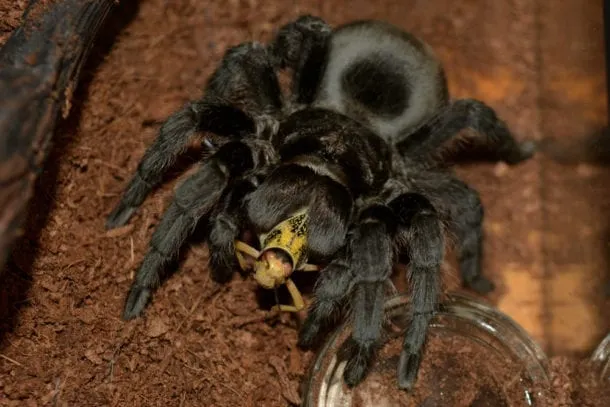 19030 brazilian black tarantula feeding
